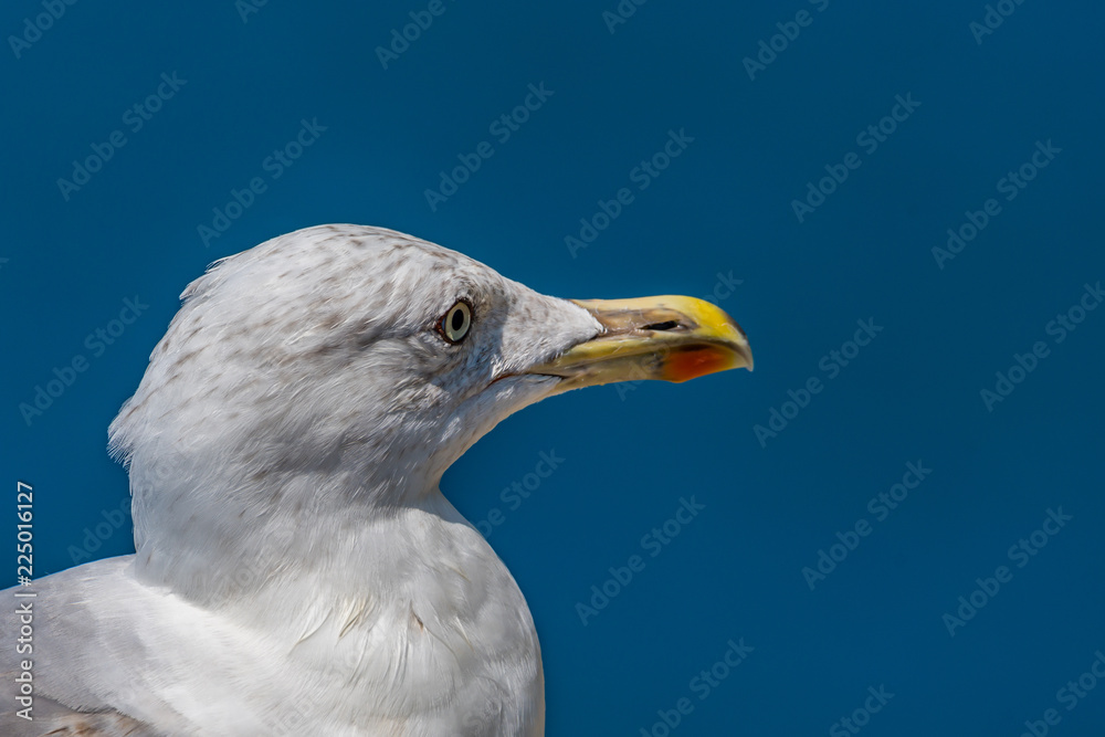 seagull on background of blue sky seagull on background of blue sky