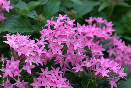 Blooming pink pentas lanceolate flowers in the garden.