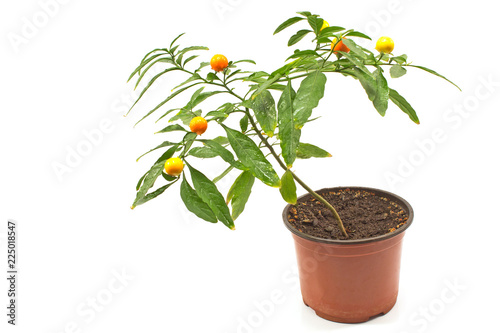 Jerusalem cherry plant in pot isolated on white background