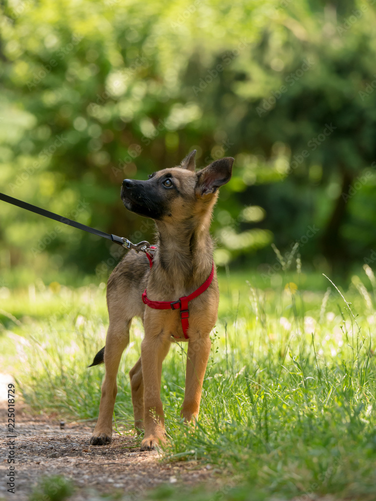 Small brown puppy in the grass. A little puppy is playing on the grass. Sun, dog and park.