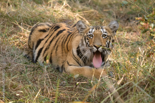 Tigers of Tadoba  Maya  Matkasur  Choti Tara  national park  India