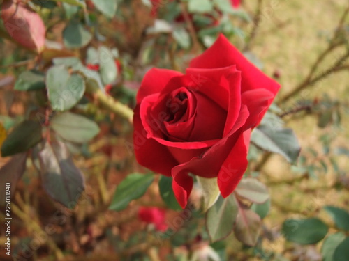 red rose mackro photo