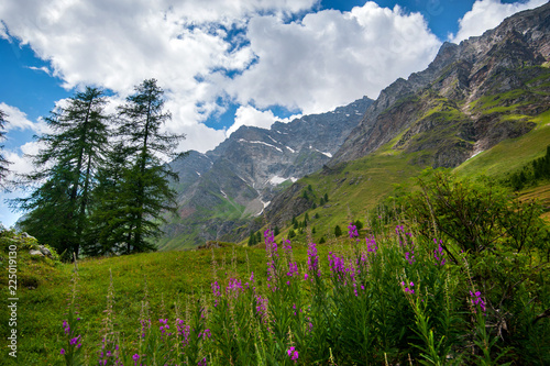 Alpine landscape with purple flowers and mountains © pavlobaliukh