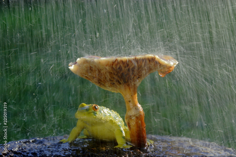 Obraz premium Żaba ukrywa się przed deszczem pod grzybem