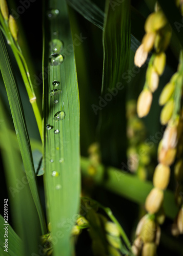 Water dew or droplets on a Japanese rice leaf at night. Close up shot. Rice are ready for harvest.