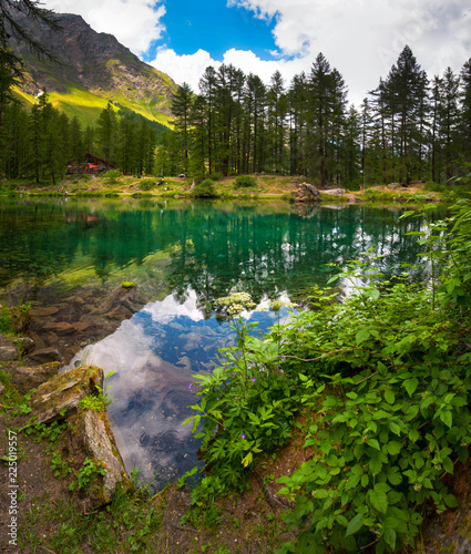 alpine alpine lake in a pine forest