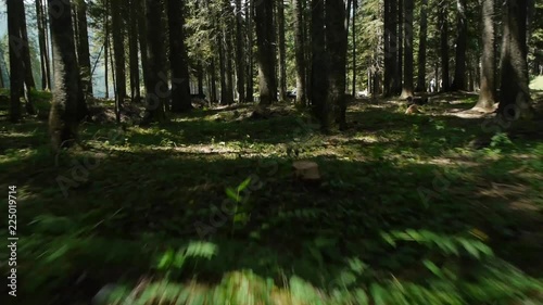Slow and low flying through the green forest.