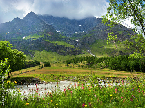 mountain flowers against the background of alpine mountains