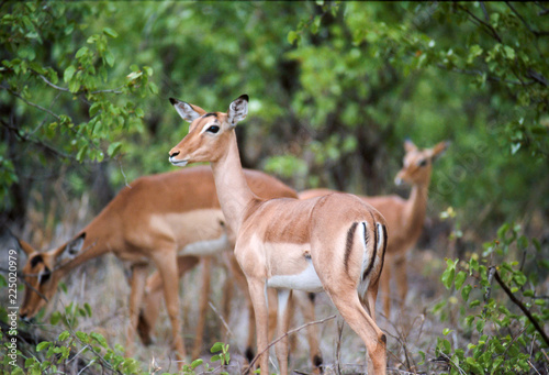 Springbok's grazing in the bushes of Kruger National Park, South Africa.