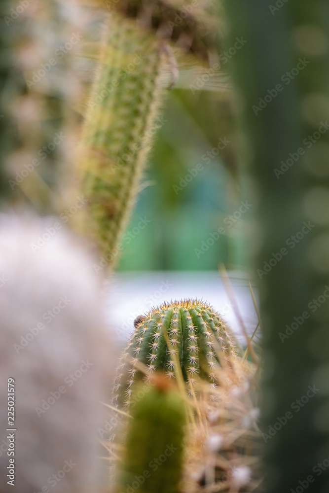 background with cactus theme , and place for your text. background with cactus theme , and place for your text.