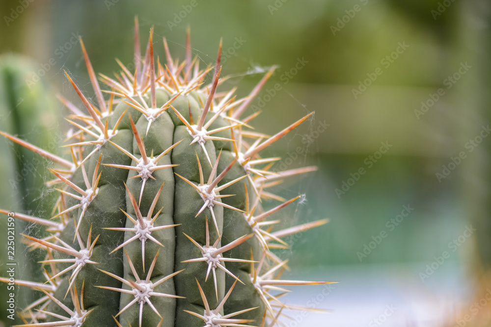background with cactus theme , and place for your text. background with cactus theme , and place for your text.