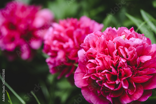 Peonies on bloom with vibrant red color.