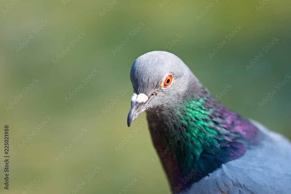 custom made wallpaper toronto digitalportrait of a pigeon