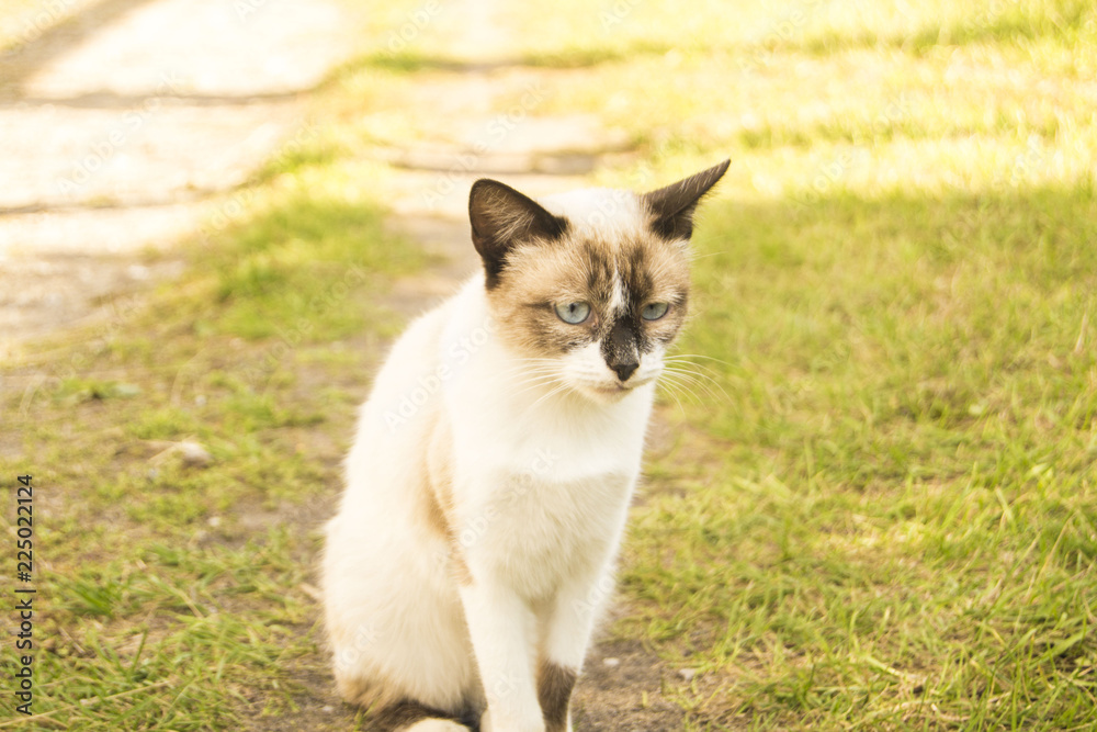 Cute blue russian cat running in nature Cute blue russian cat running in nature