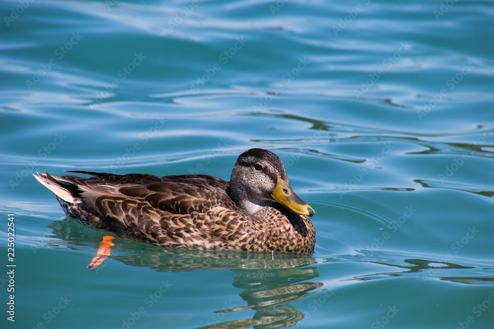 Ente am Wörthersee