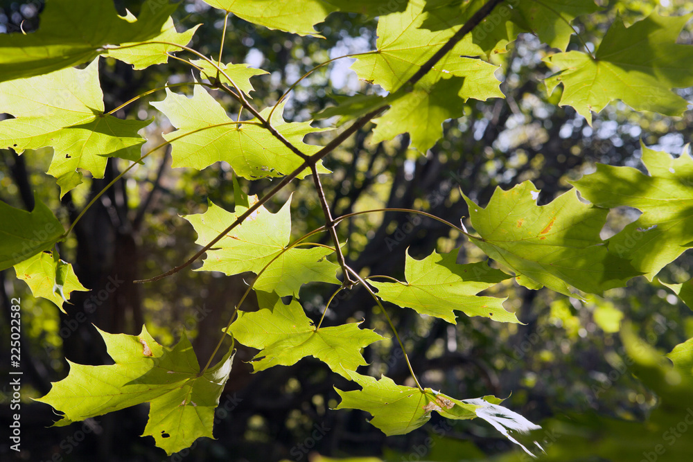 autumn in Sweden autumn in Sweden