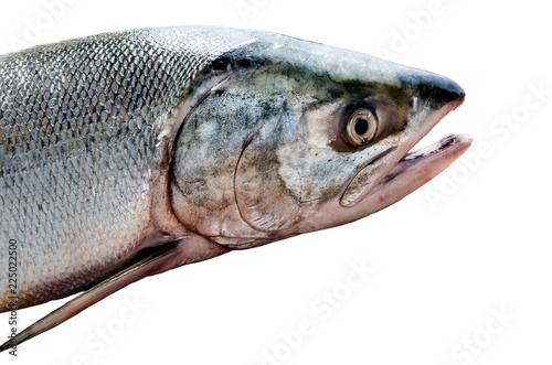 fresh red fish salmon on white background