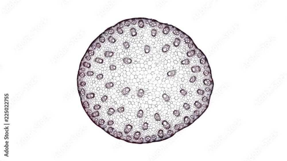 corn stem - cross section cut under the microscope – microscopic view of plant cells for botanic education corn stem - cross section cut under the microscope – microscopic view of plant cells for botanic education
