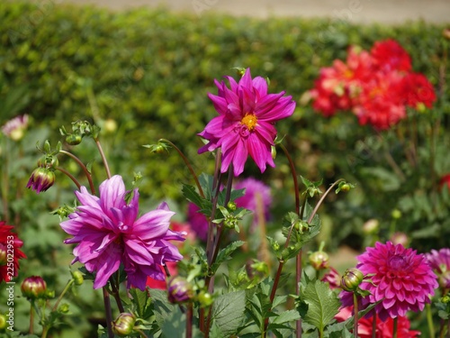 Blooming pink and red dahlias in the garden  with unopened buds