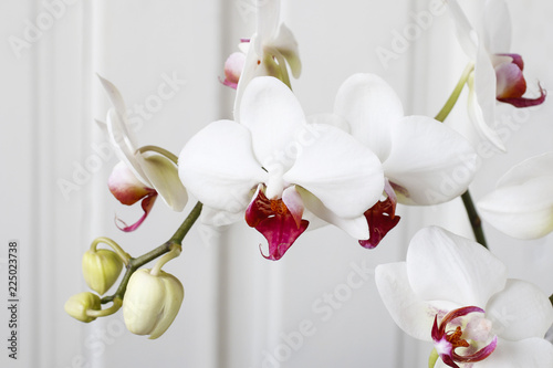 White orchid flowers.