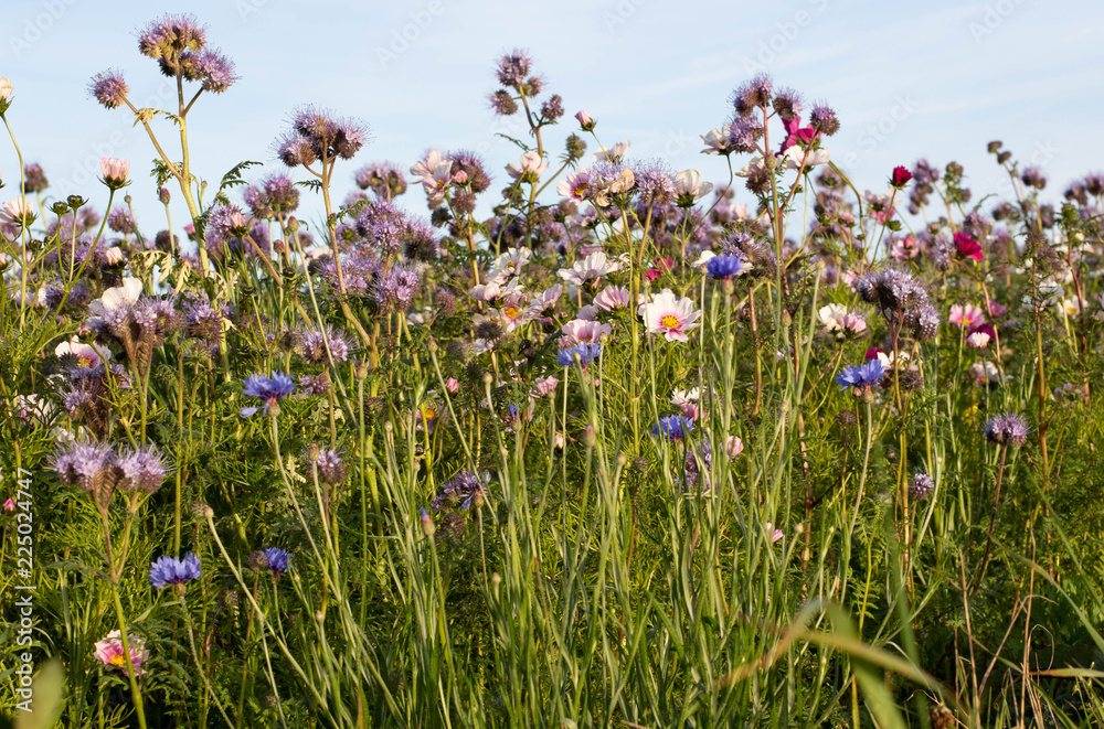 Organic field Organic field