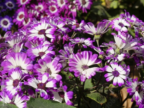 Beautiful hot pink and white cineraria flowers in the garden