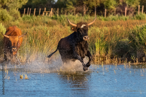 Wild bulls in Camargue running in the river, beautiful light in evening © Pascale Gueret