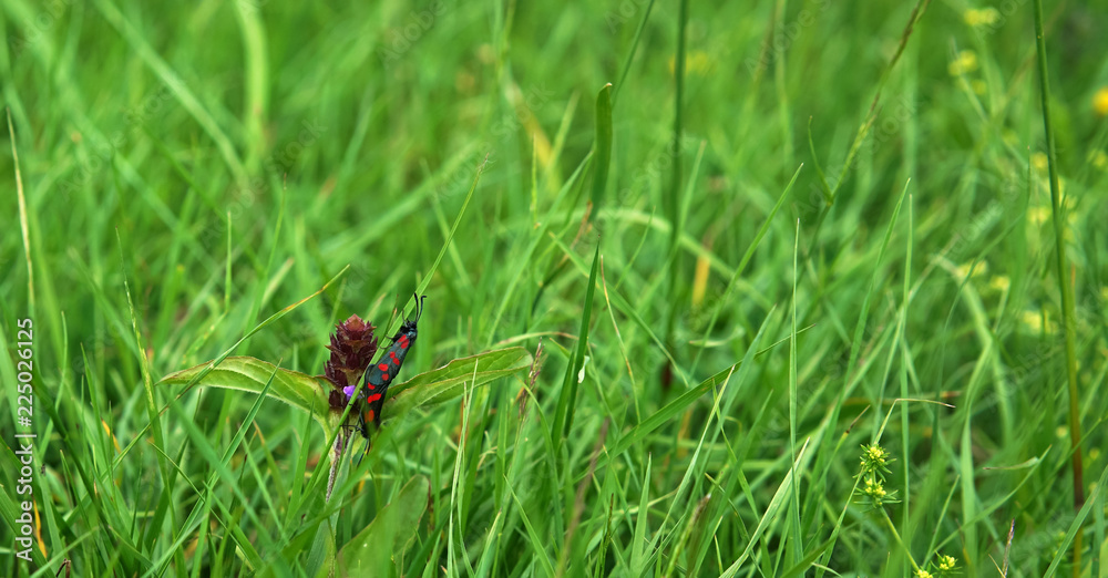 Portrait of butterflies in the grass. Portrait of butterflies in the grass.