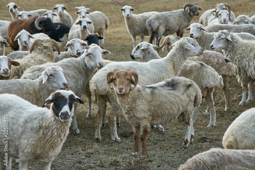 Portrait of rams in the mountains.