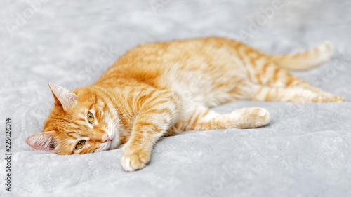 Red cat lying on the bed