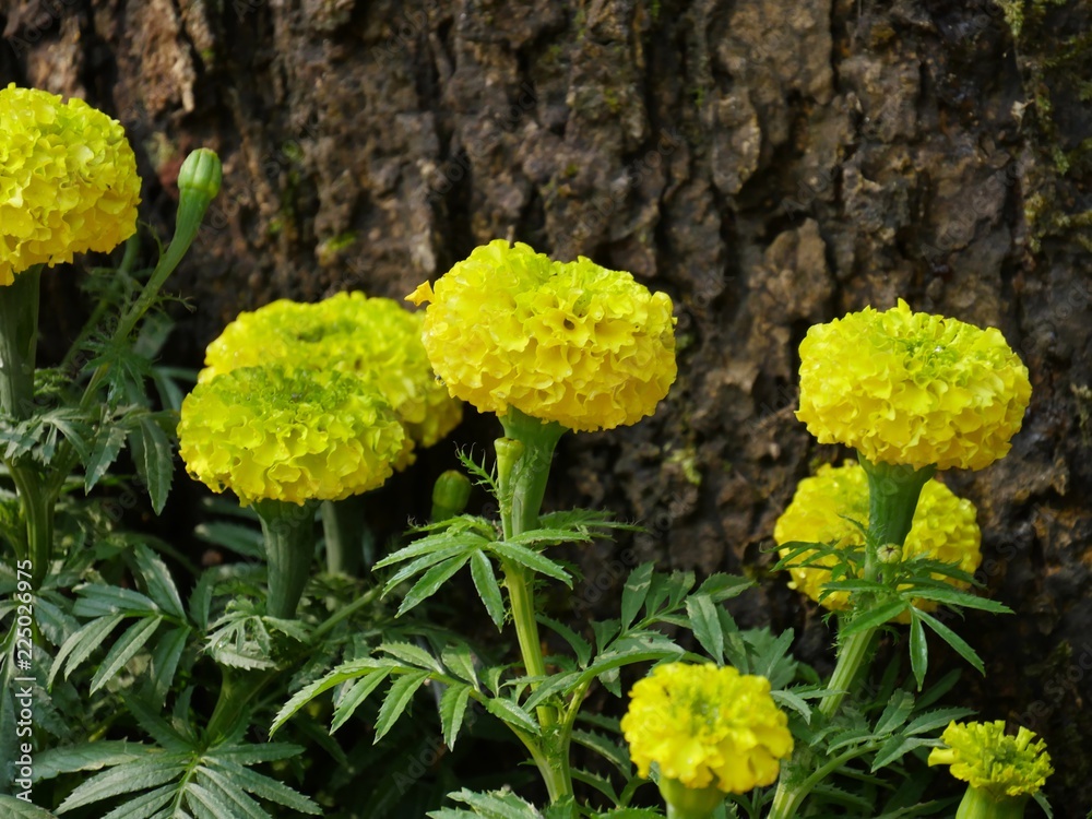 Close up of marigold flowers and blurry periwinkle roses in the background Close up of marigold flowers and blurry periwinkle roses in the background