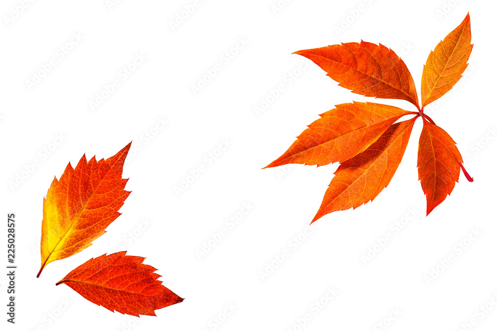 Autumn colors leaves collage, foliage isolated on white background Autumn colors leaves collage, foliage isolated on white background