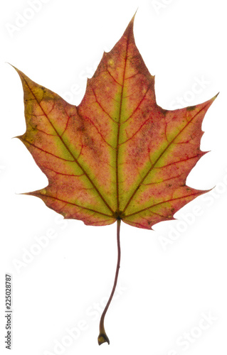 Maple leaf colors