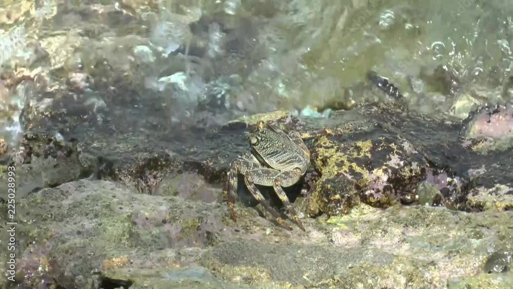 small crabs in shallow water small crabs in shallow water