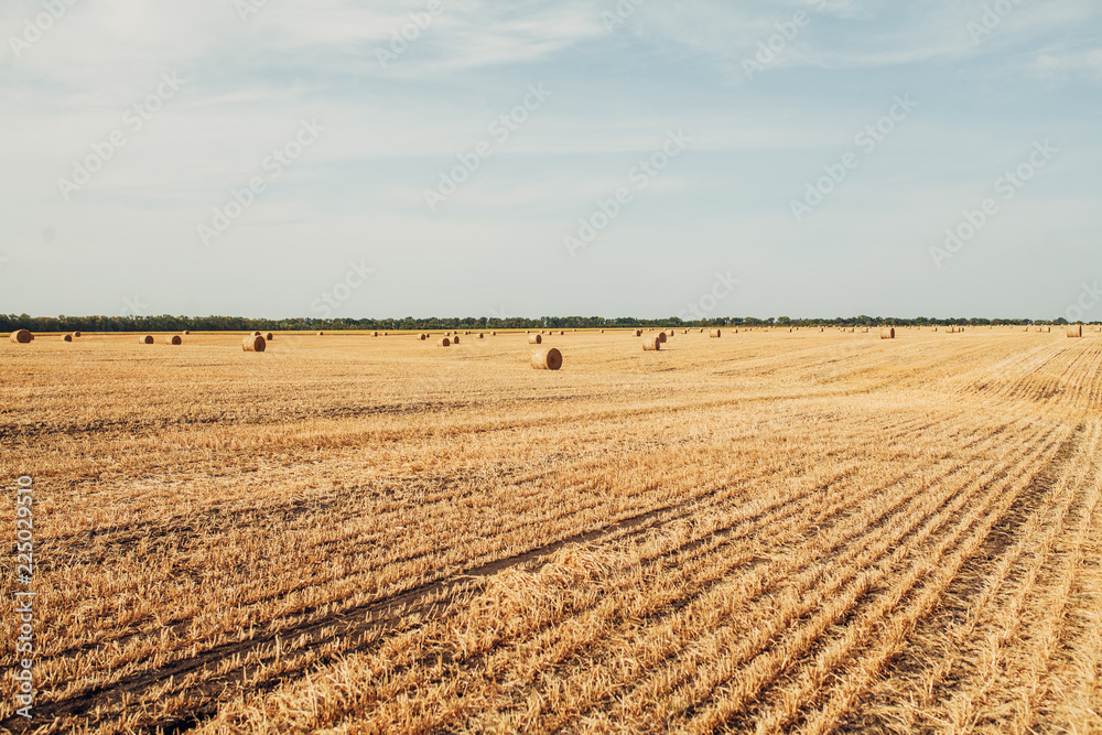 Harvesting wheat in sunny, rural field Autumn season harvest