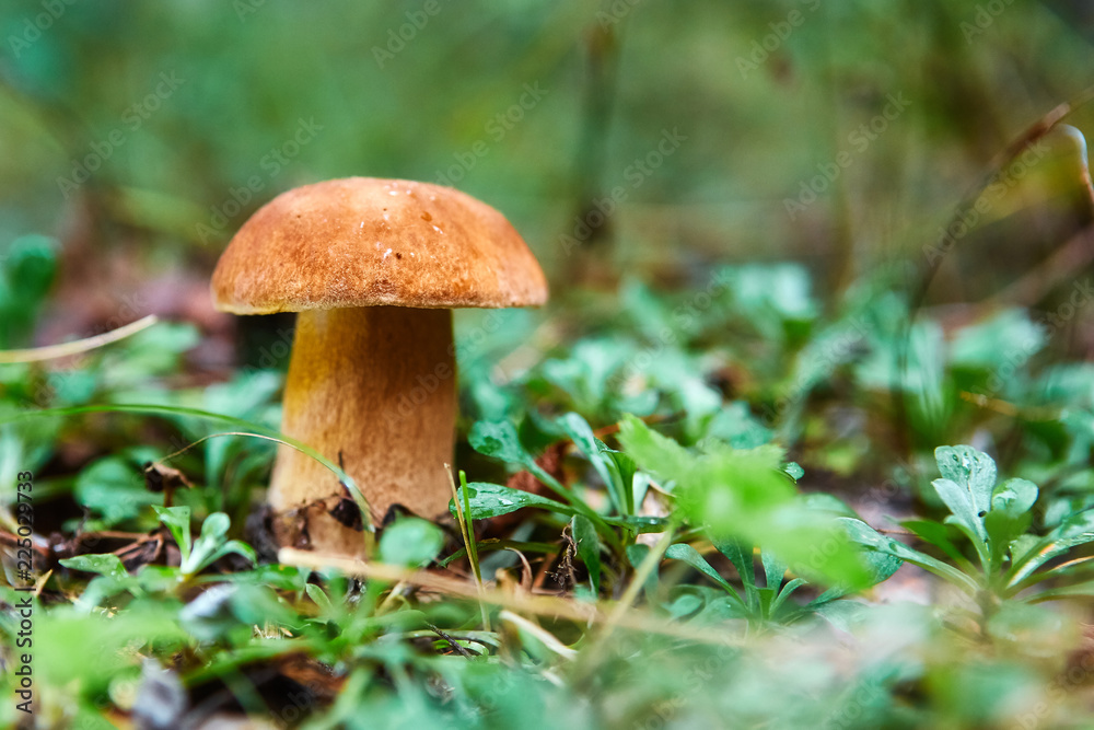 Fall mushroom in the forest on the grass in the sun Fall mushroom in the forest on the grass in the sun