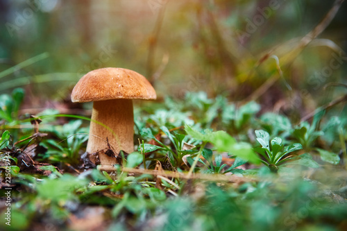 Fall mushroom in the forest on the grass in the sun © svetlanaz