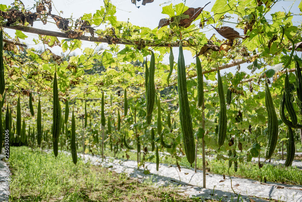 Fototapeta premium Zucchini Farm, fresh zucchini