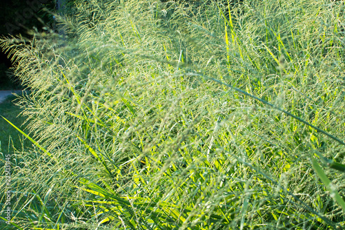 background to nature