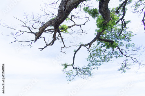 Trees and branches