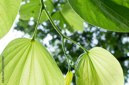 Background is nature color green