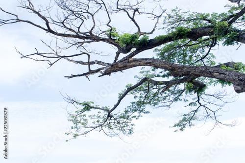 Growing branches A big tree