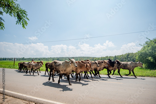 cow walk on the road © sunyawitphoto