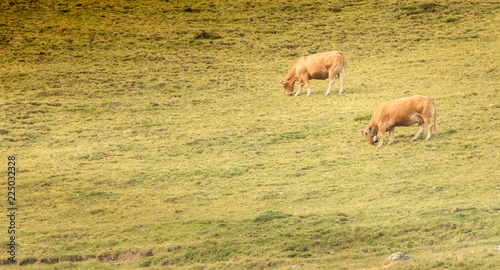 Fototapeta Naklejka Na Ścianę i Meble -  cows grazing on the slopes of the Pyrenees