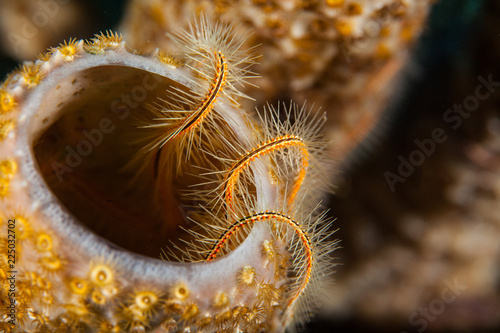 фотографія Brittle sea star on coral