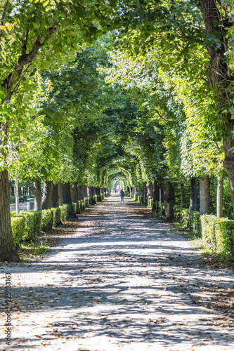 green alley in the park 