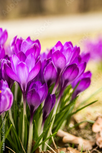 Crocus  plural crocuses or croci is a genus of flowering plants in the iris family. A single crocus  a bunch of crocuses  a meadow full of crocuses  close-up crocus