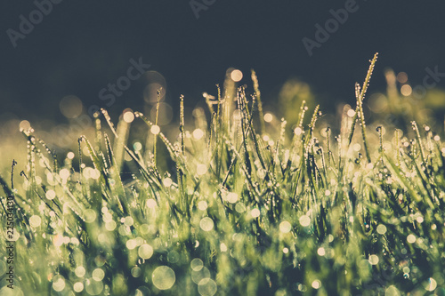 Summer meadow, green grass field in warm sunlight, nature background concept