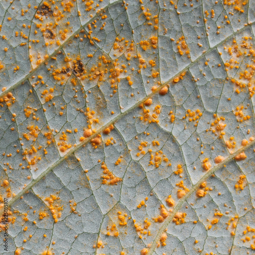 Poplar rust caused by Melampsora sp. on green leaf of Balsam poplar or Populus balsamifera photo