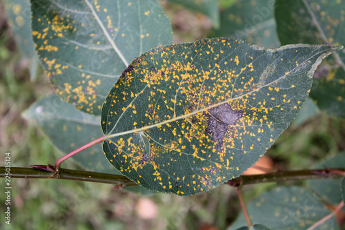 Poplar rust caused by Melampsora sp. on green leaf of Balsam poplar or Populus balsamifera photo